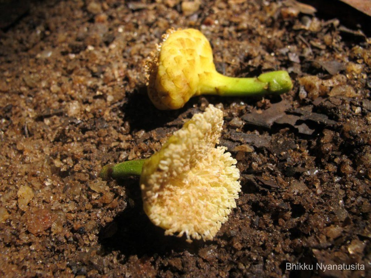 Castilla elastica Cerv.